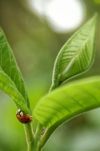 Close-up of insect on leaf