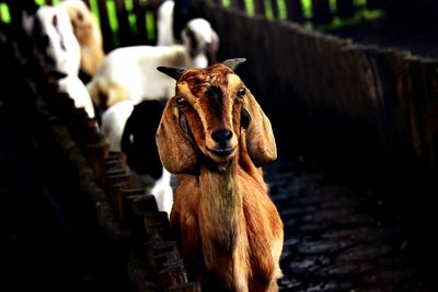 Portrait of a dog