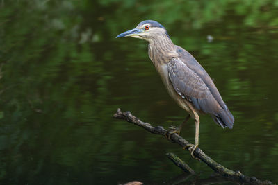 Bird perching on a tree