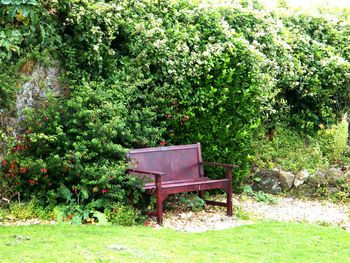 Chair and trees against plants