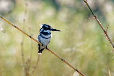 Pied kingfisher perching on reed