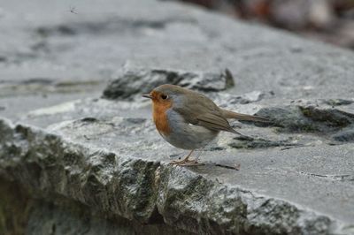 Close-up of bird perching on rock