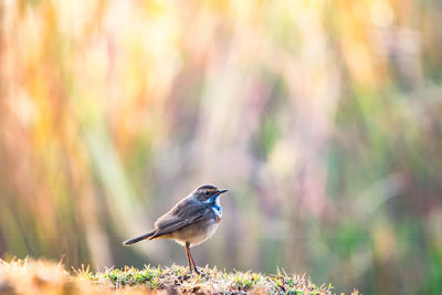 Close-up of bird perching on a land