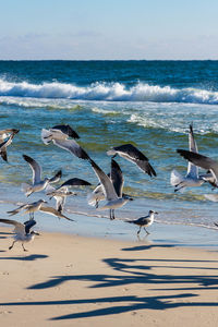 Seagulls flying over sea shore