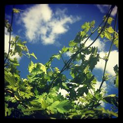 Low angle view of trees against blue sky