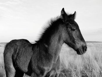 Side view of a horse on field