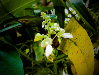 Close-up of yellow flowers blooming outdoors