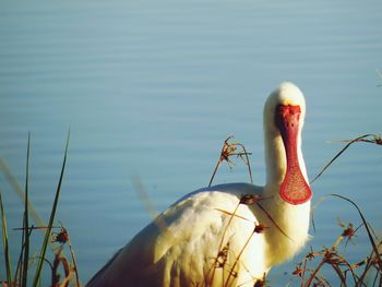 Close-up of bird in lake