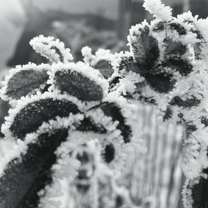 Close-up of plant against white background