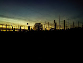 Silhouette trees against sky during sunset