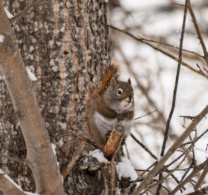 Close-up of squirrel on tree