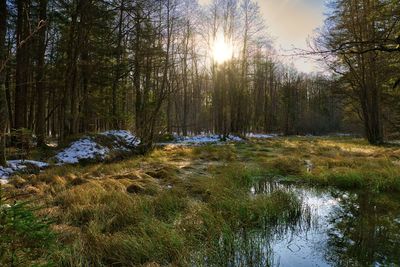 Scenic view of waterfall in forest against bright sun