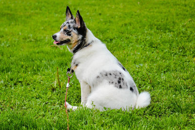 Dog looking away on field