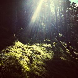 Sun shining through trees in forest