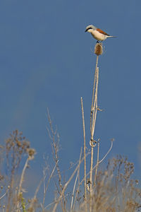 Low angle view of bird perching on plant against sky