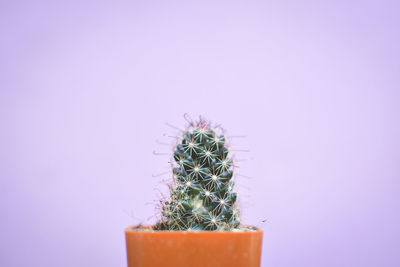 Close-up of succulent plant against pink background