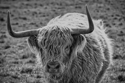 Close-up of a scottish highlander on field