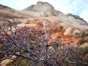 Close-up of tree against sky