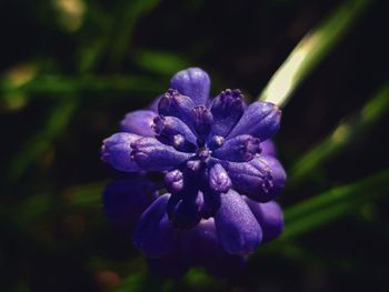 Close-up of purple flowering plant