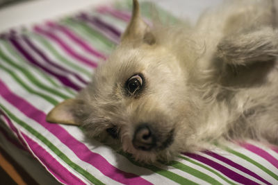 Portrait of dog resting on bed