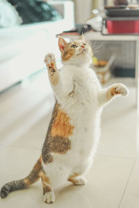 Cat sitting on floor