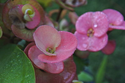 Close-up of wet pink flowering plant