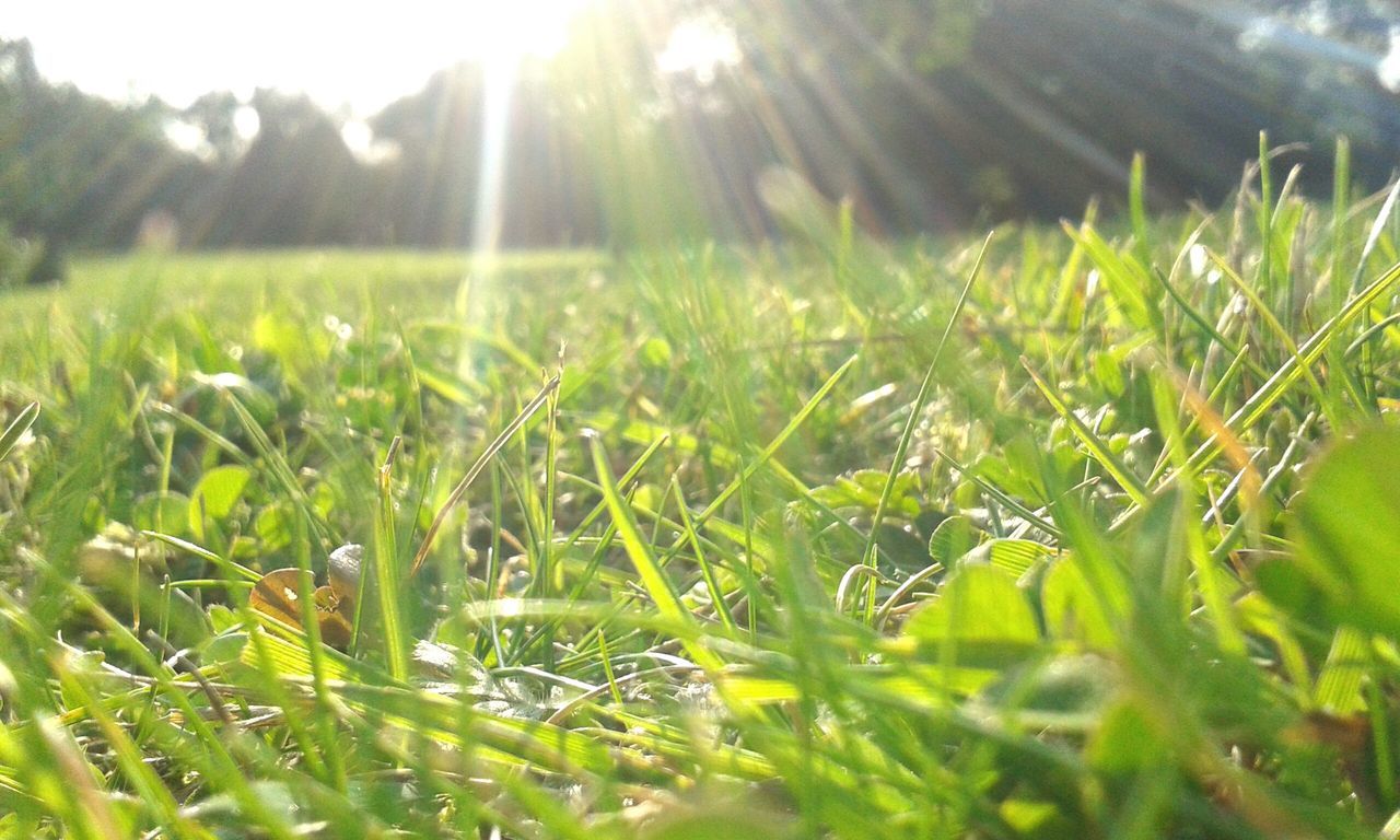 grass, growth, plant, green color, nature, field, water, beauty in nature, tranquility, sunlight, close-up, blade of grass, grassy, tranquil scene, focus on foreground, lens flare, growing, outdoors, scenics, selective focus