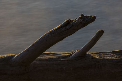 Close-up of driftwood on beach