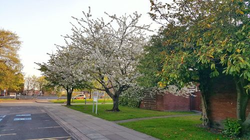 Road along trees