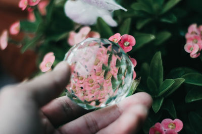 Close-up of hand holding pink rose flower