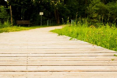 Empty footpath amidst trees