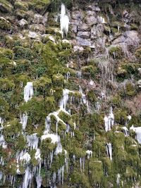 Scenic view of trees in park