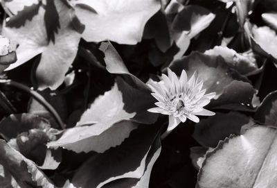 Close-up of flowers blooming outdoors