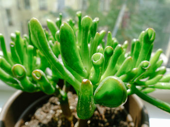 Close-up of succulent plant