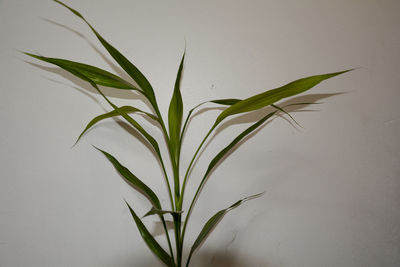 Close-up of leaves