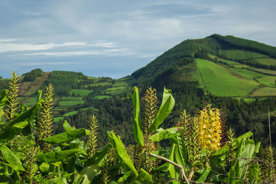 Scenic view of agricultural field against sky