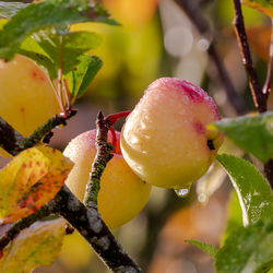 Close-up of wet fruit on tree