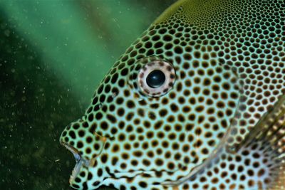 Close-up of fish swimming in sea