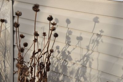 Low angle view of flowering plants against wall