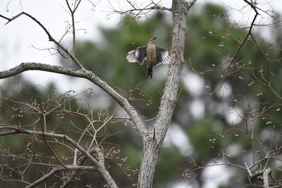 Close-up of a bird in bare tree