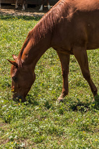 Horse grazing in a field