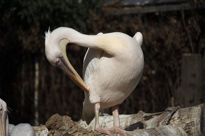 Close-up of pelican preening