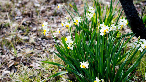 Close-up of yellow flowers blooming on field