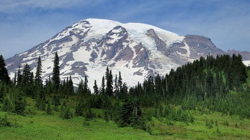 Pine trees on snowcapped mountains against sky