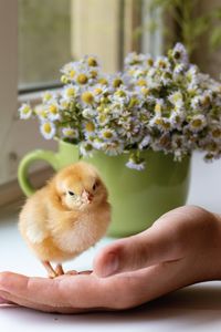 One small red-haired chicken on the background of a green mug with flowers