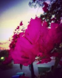 Close-up of pink flower tree