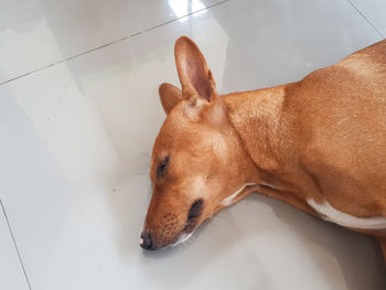 High angle view of a dog resting on floor