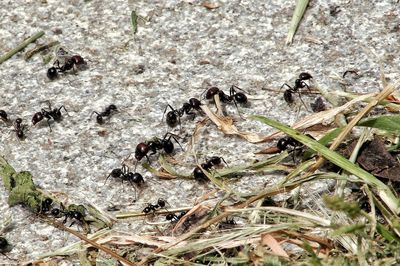 High angle view of ant on field