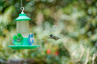 View of bird flying