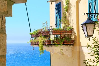 Potted plants in balcony against blue sea